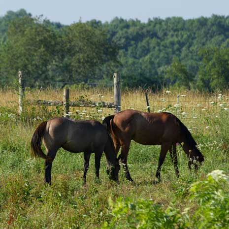 The Ranch Horses