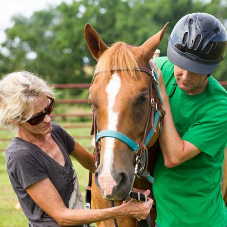 Equine Therapy